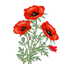 Coquelicot | Poppys